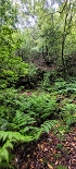 Plants: image 55 Of 208 Thumb